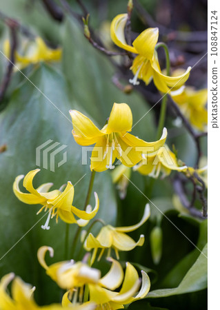 Siberian Kandyk, Erythronium revolutum Pagoda Siberian Kandyk, Erythronium revolutum Pagoda 108847124