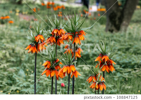Flowering fritillary Rubra Maxima - crown imperial Rubra Maxima Flowering fritillary Rubra Maxima - crown imperial Rubra Maxima 108847125