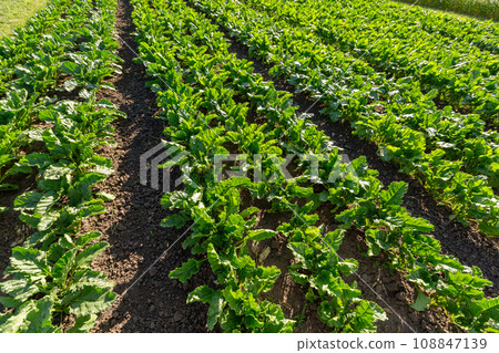 Sugar beet crops field, agricultural landscape Sugar beet crops field, agricultural landscape 108847139