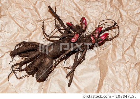 Planting peony bartzella roots into the ground 108847153