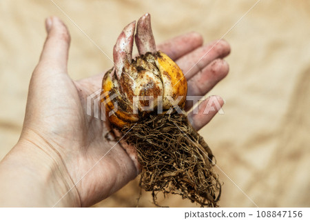 Close-up of a flower bulb with a sprouting purple lily in hands for planting 108847156
