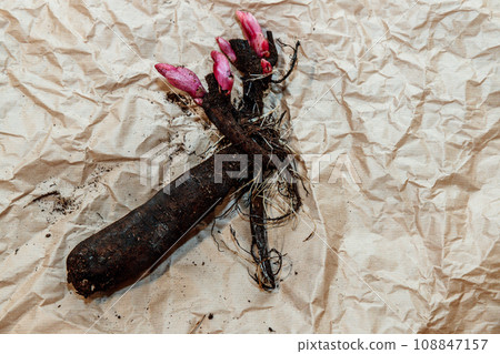 Planting peony bartzella roots into the ground 108847157