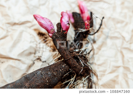 Planting peony bartzella roots into the ground 108847160