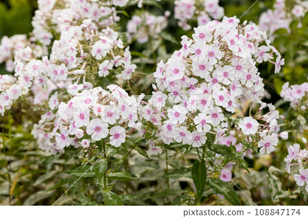 Garden phlox plants infected by Erysiphe cichoracearum fungus causing powdery mildew coating on the leaf's surface. Garden phlox plants infected by Erysiphe cichoracearum fungus causing powdery mildew coating on the leaf's surface. 108847174