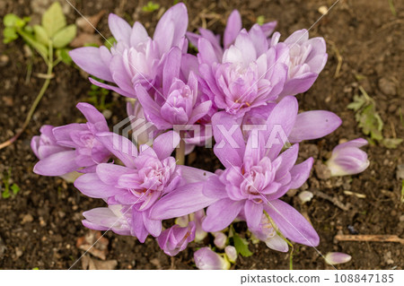 Colchicum Waterlily purple flowers in garden Colchicum Waterlily purple flowers in garden 108847185