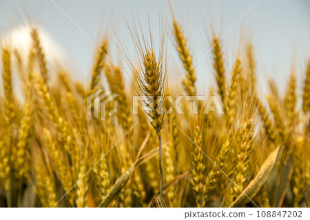 Close up of ripe wheat ears against beautiful sky with clouds. Close up of ripe wheat ears against beautiful sky with clouds. 108847202