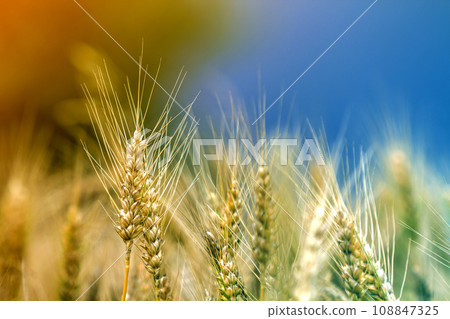 Close-up of warm colored golden yellow ripe wheat heads on sunny summer day on soft blurred foggy meadow wheat field colorful background. Agriculture, farming and rich harvest concept. 108847325