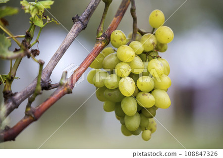 Close-up of vine branch with green leaves and isolated golden yellow ripe grape cluster lit by bright sun on blurred colorful bokeh copy space background. Agriculture, gardening and wine making. 108847326
