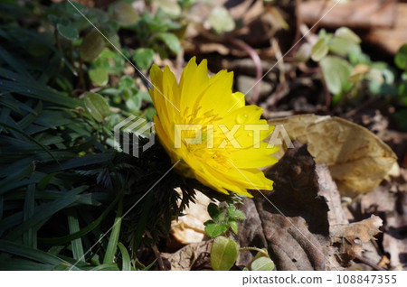 The yellow flower of New Year's happiness, Fukujuso 108847355