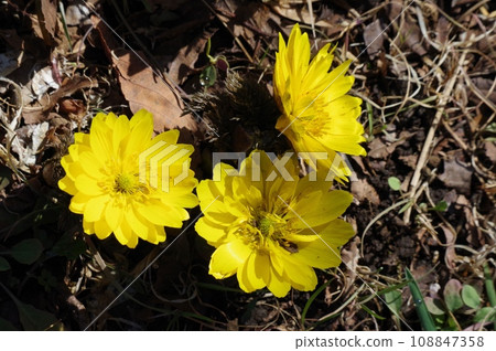 The yellow flower of New Year's happiness, Fukujuso 108847358