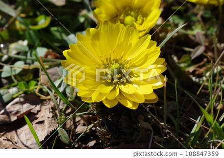 The yellow flower of New Year's happiness, Fukujuso 108847359