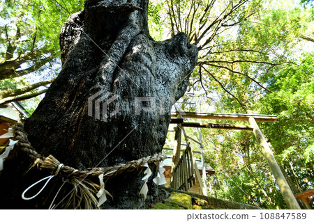 龍神宮（龍神山）的神樹「卯樹」【與歌山縣田邊市上秋津】 108847589