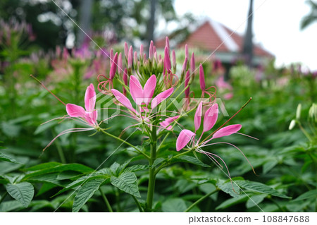Close up pink Cleome hassleriana flower or spider flowe 108847688