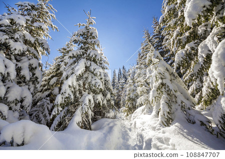 Beautiful winter landscape. Tall fir-trees covered with deep snow and frost lit by bright sun rays on clear blue sky background. Happy New Year and merry Christmas greeting card. 108847707