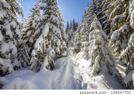 Beautiful winter landscape. Tall fir-trees covered with deep snow and frost lit by bright sun rays on clear blue sky background. Happy New Year and merry Christmas greeting card. Beautiful winter landscape. Tall fir-trees covered with deep snow and frost lit by bright sun rays on clear blue sky background. Happy New Year and merry Christmas greeting card. 108847708