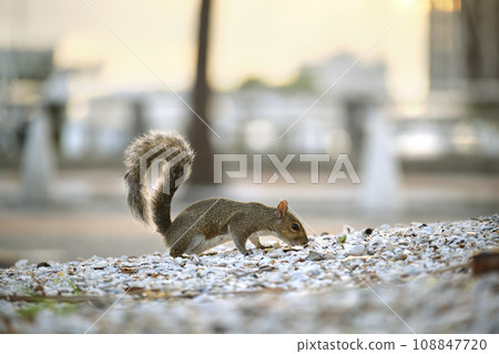 Beautiful wild gray squirrel in summer town park 108847720