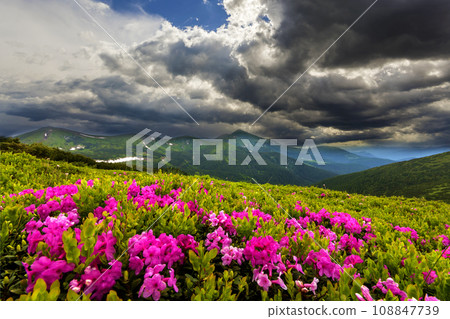 Beautiful view of pink rhododendron rue flowers blooming on mountain slope with foggy hills with green grass and Carpathian mountains in distance with dramatic clouds sky. Beauty of nature concept. 108847739