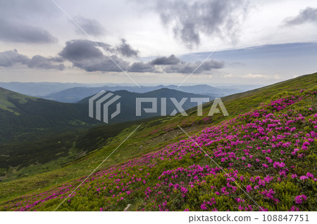 Beautiful view of pink rhododendron rue flowers blooming on mountain slope with foggy hills with green grass and Carpathian mountains in distance with dramatic clouds sky. Beauty of nature concept. Beautiful view of pink rhododendron rue flowers blooming on mountain slope with foggy hills with green grass and Carpathian mountains in distance with dramatic clouds sky. Beauty of nature concept. 108847751