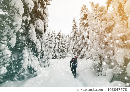 Back view of tourist hiker with backpack walking in white clean deep snow on bright frosty winter day in mountain forest with tall dark green spruce. 108847778