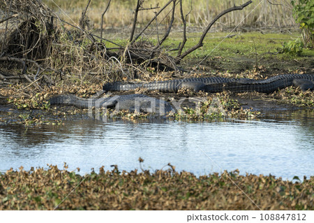 American alligators enjoying the heat from the sun on the bank of the lake in Florida 108847812