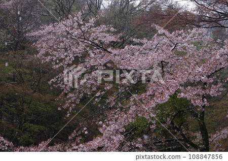 Cherry blossoms on a snowy day / Cherry blossoms in full bloom during a blizzard Cherry blossoms on a snowy day / Cherry blossoms in full bloom during a blizzard 108847856