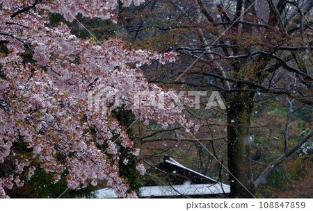 Cherry blossoms on a snowy day / Cherry blossoms in full bloom during a blizzard Cherry blossoms on a snowy day / Cherry blossoms in full bloom during a blizzard 108847859