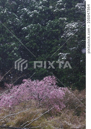 Cherry blossoms on a snowy day / Cherry blossoms in full bloom during a blizzard Cherry blossoms on a snowy day / Cherry blossoms in full bloom during a blizzard 108847864