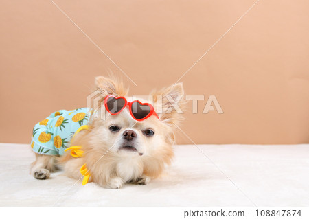 Chihuahua wearing red heart sunglasses on his forehead 108847874