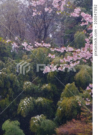 Cherry blossoms on a snowy day / Cherry blossoms in full bloom during a blizzard Cherry blossoms on a snowy day / Cherry blossoms in full bloom during a blizzard 108847892