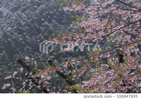 Cherry blossoms on a snowy day / Cherry blossoms in full bloom during a blizzard 108847895