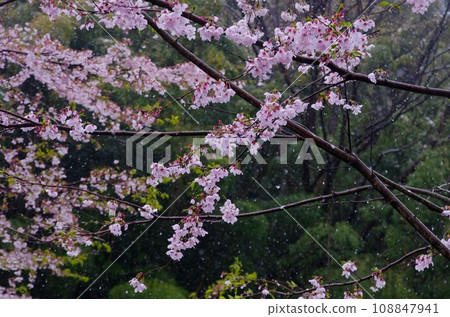 Cherry blossoms on a snowy day / Cherry blossoms in full bloom during a blizzard Cherry blossoms on a snowy day / Cherry blossoms in full bloom during a blizzard 108847941