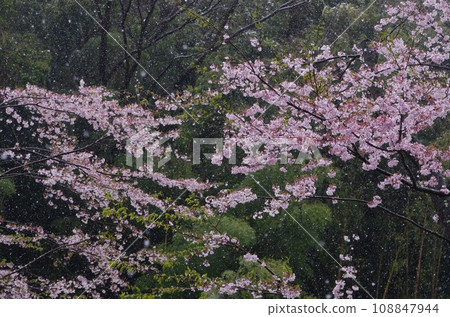 Cherry blossoms on a snowy day / Cherry blossoms in full bloom during a blizzard Cherry blossoms on a snowy day / Cherry blossoms in full bloom during a blizzard 108847944