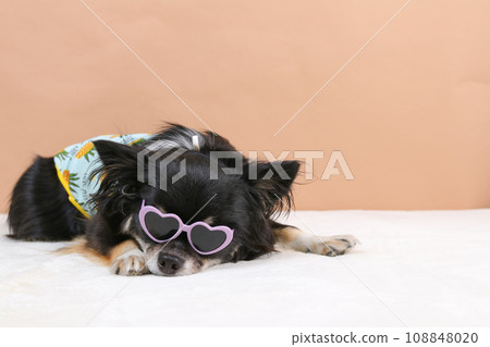 Black and tan Chihuahua wearing sunglasses and smiling Black and tan Chihuahua wearing sunglasses and smiling 108848020