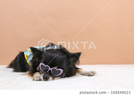 Black and tan Chihuahua wearing sunglasses and smiling Black and tan Chihuahua wearing sunglasses and smiling 108848021
