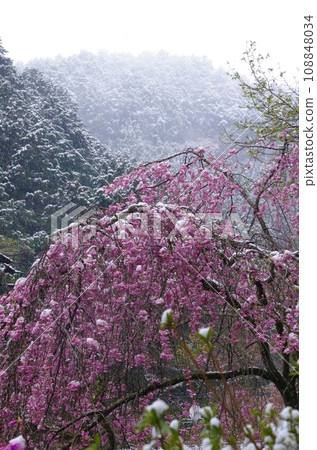Weeping cherry blossoms on a snowy day / Weeping cherry blossoms in full bloom during a snowstorm Weeping cherry blossoms on a snowy day / Weeping cherry blossoms in full bloom during a snowstorm 108848034