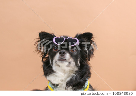 A black tan Chihuahua wearing sunglasses on his forehead A black tan Chihuahua wearing sunglasses on his forehead 108848080