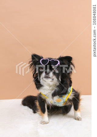 A black tan Chihuahua wearing sunglasses on his forehead A black tan Chihuahua wearing sunglasses on his forehead 108848081