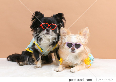Two chihuahuas wearing heart sunglasses 108848202