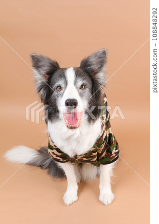 邊境牧羊犬穿著迷彩服坐著 108848292