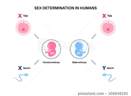 Sex Determination in Humans Sex Determination in Humans 108848293