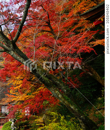 Choyama神社秋葉 Choyama神社秋葉 108848402