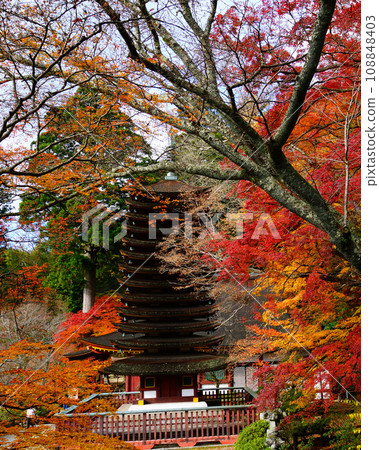 Choyama神社秋葉 Choyama神社秋葉 108848403