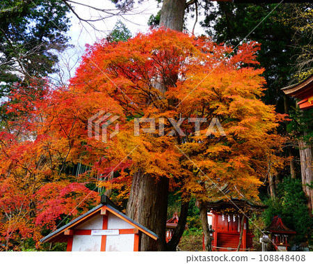 Choyama神社秋葉 Choyama神社秋葉 108848408
