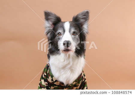 邊境牧羊犬穿著迷彩服坐著 108848574