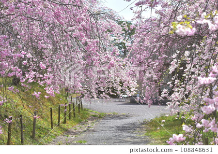 岡山櫻花春天武部之森公園 108848631