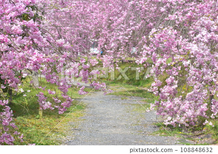 岡山櫻花春天武部之森公園 108848632