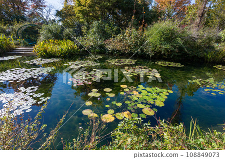 Water lily leaf floating in a pond 108849073