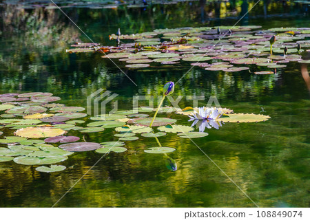 漂浮在池塘的荷花花 漂浮在池塘的荷花花 108849074