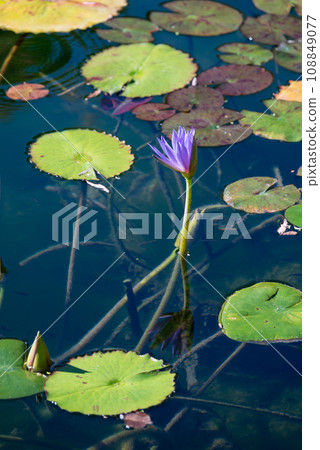 藍色百合花 108849077