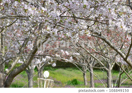 岡山櫻花春天武部之森公園 108849150